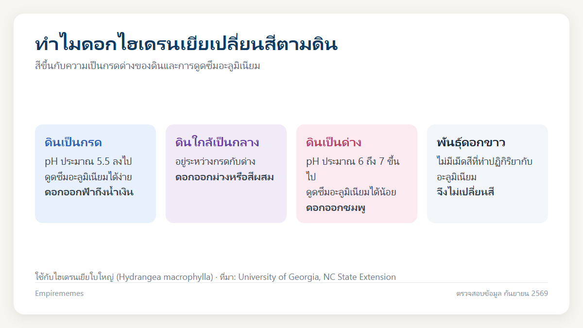 อินโฟกราฟิกสรุป ความหมายของดอกไฮเดรนเยีย 4 สี และเหตุผลที่ดอกเปลี่ยนสีตามดิน