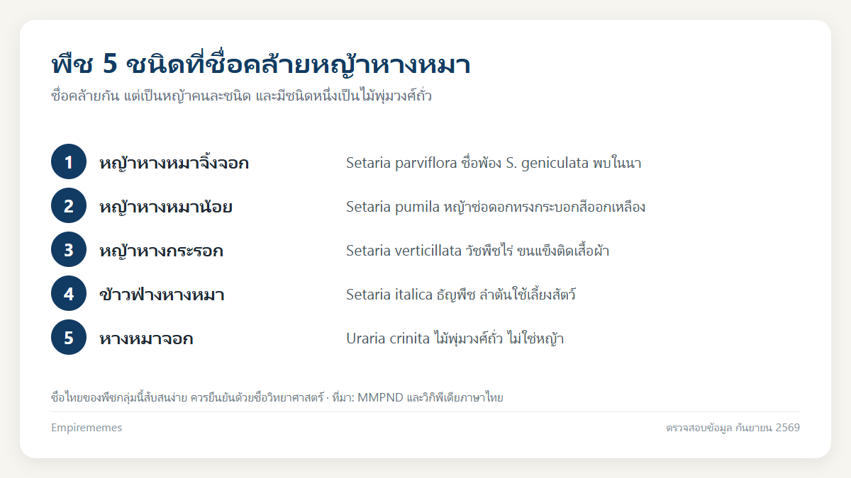 อินโฟกราฟิกสรุป ดอกหญ้าหางหมาคืออะไร ชื่อวิทยาศาสตร์ ความหมาย และเป็นวัชพืชไหม